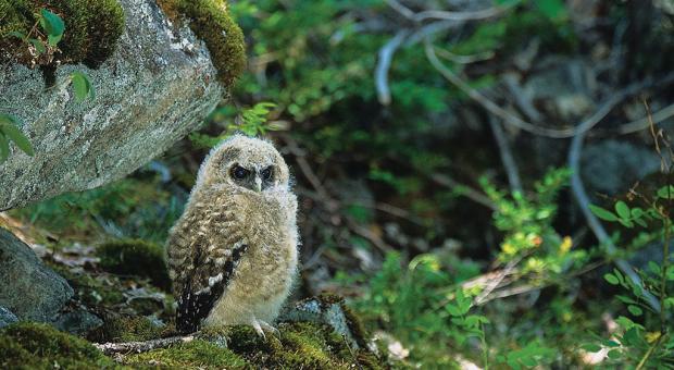 Spotted Owl chick | Photo © Jared Hobbs