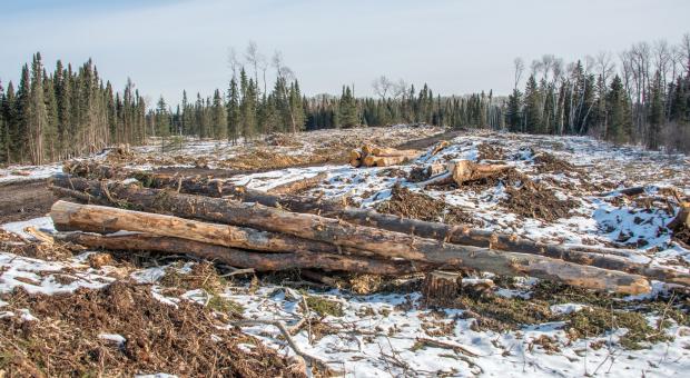 Remaining cut logs in a snowy clearcut