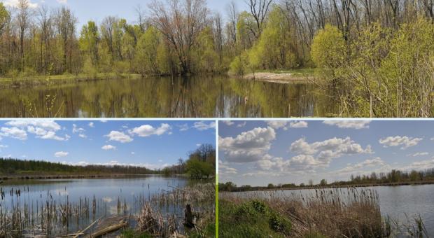 Three images of Holland Marsh plants and wetland on a sunny day.