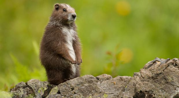 Vancouver Island marmot standing upright near its den.