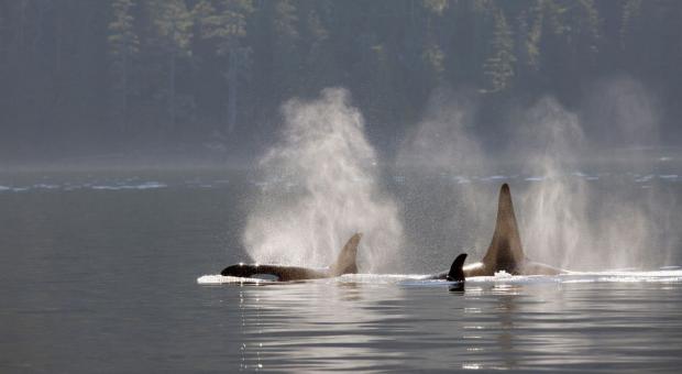 A pod of killer whales swimming. End of image description. 