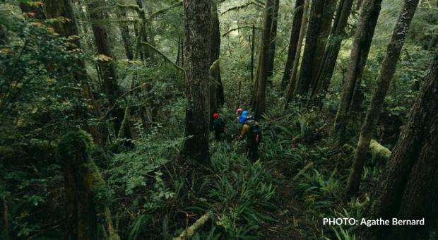 A group of people walking through the forest. End of image description.