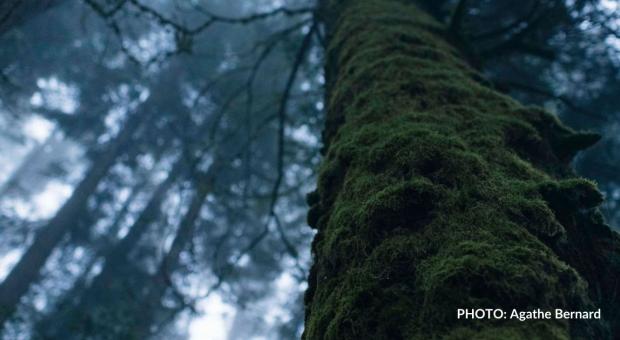 A mossy tree in the middle of the forest. End of image description.