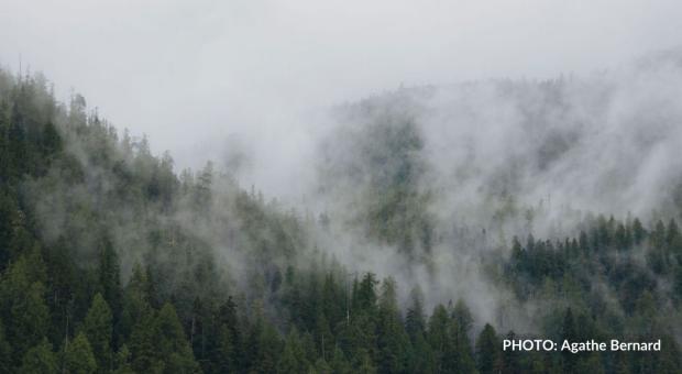 A foggy mountain and forests. End of image description.