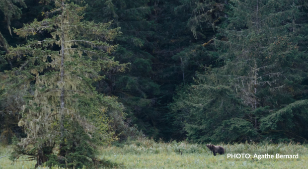 A bear in a forest. End of image description.