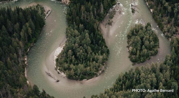 A river in the middle of an old-growth forest. End of image description.