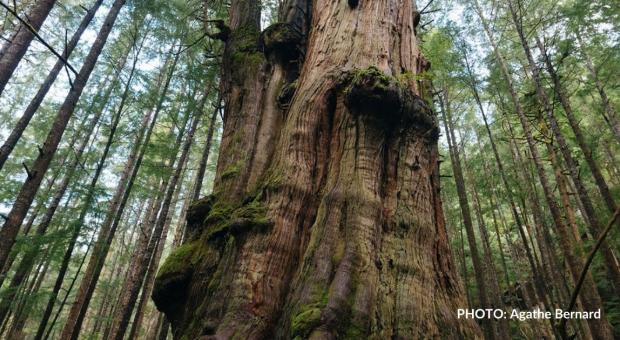 An old-growth tree in the forest. End of image description. 