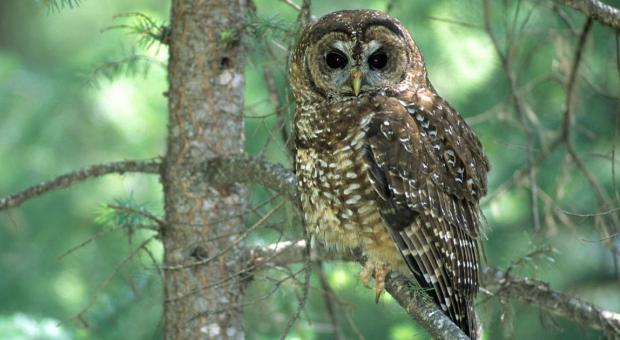 A spotted owl perched on a tree. End of image description.