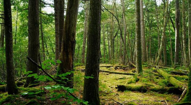 Catchacoma Forest looks green and ethereal. End of image description.