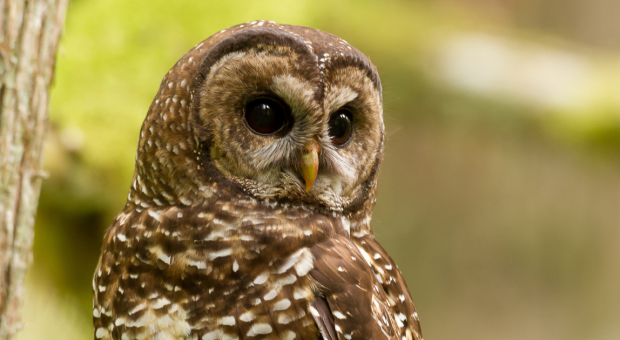 A spotted owl. End if image description. 