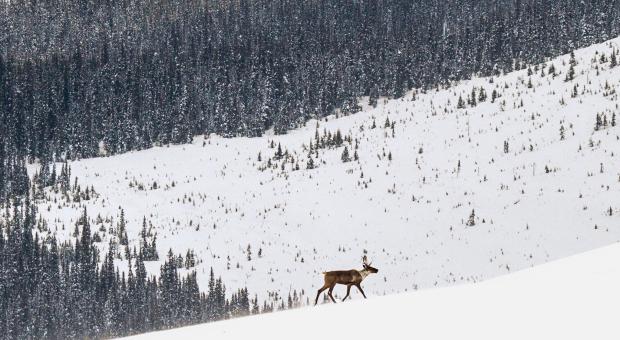 a caribou in a snowy mountain landscape