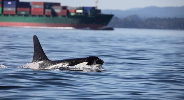 An orca with a tanker in the background. end of image description.