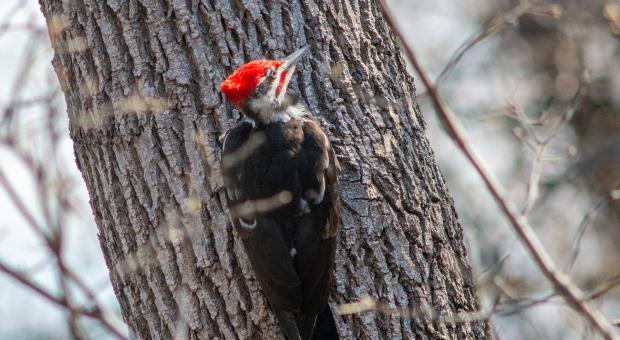 A pileated woodpecker on a tree