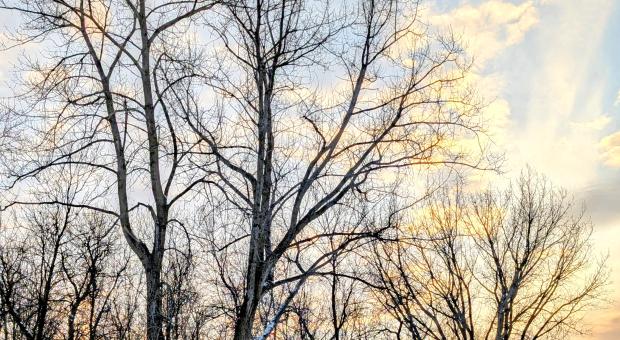 Trees in Lemay Forest