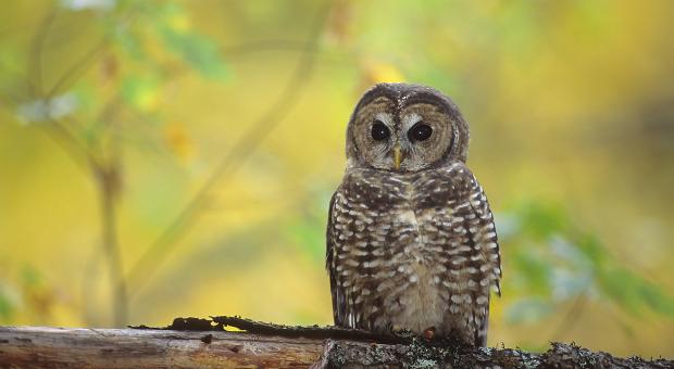 Northern Spotted Owl by Jared Hobbs