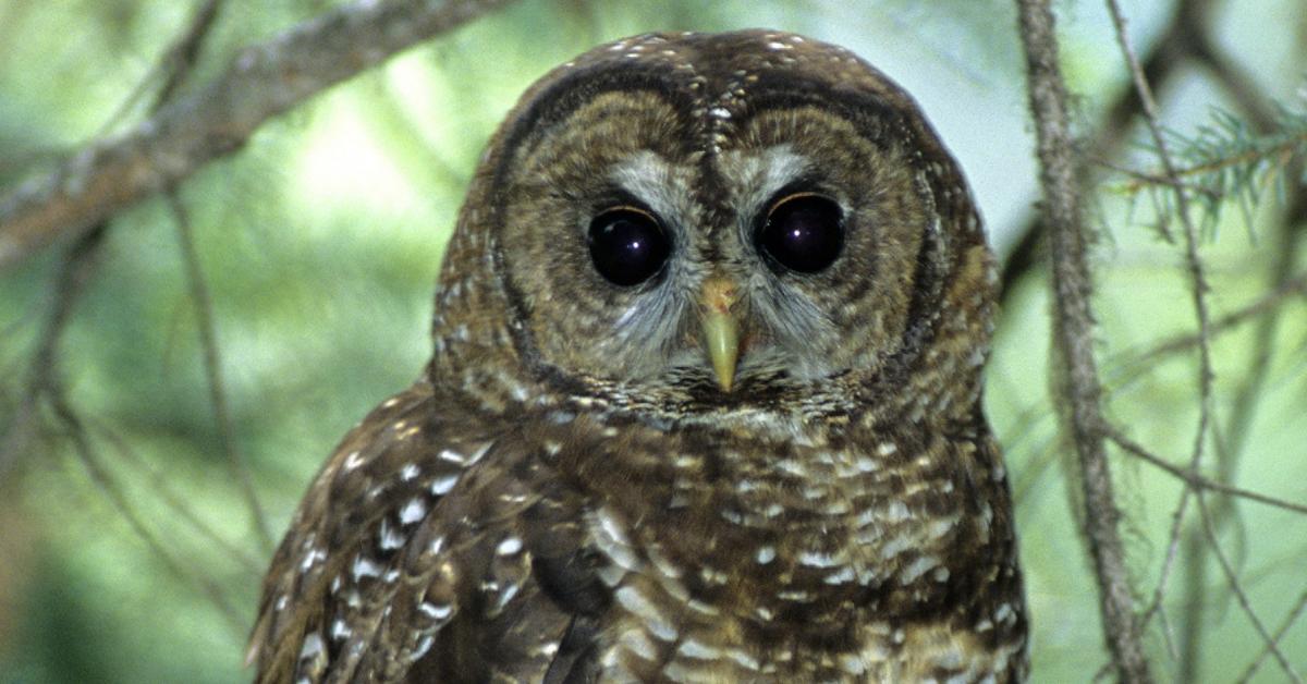 Spotted Owl | Wilderness Committee