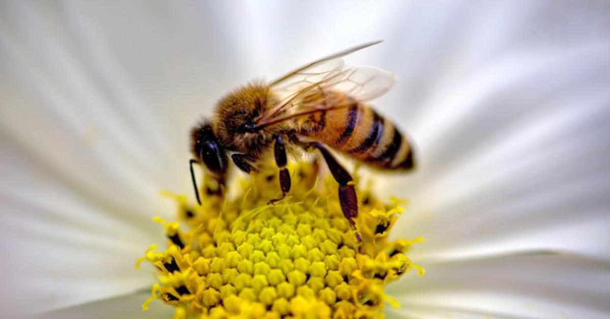 Canada Takes Action To Save the Bees | Wilderness Committee