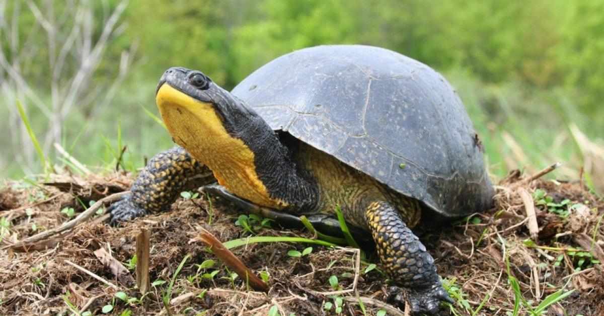 Endangered Blanding’s Turtles vs. Rock Quarry | Wilderness Committee