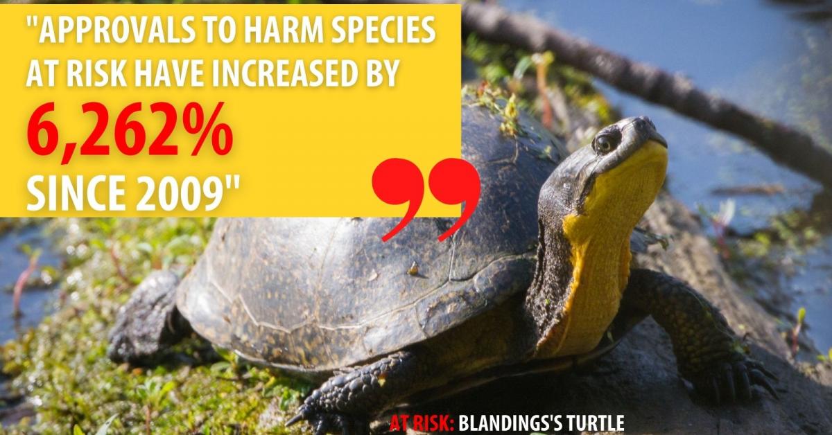 The grades are in: Ontario’s species-at-risk protections need a major ...