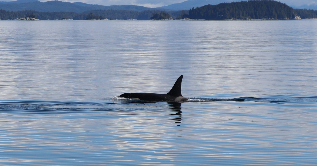 Marine species at risk and the three loopholes in the federal Species ...