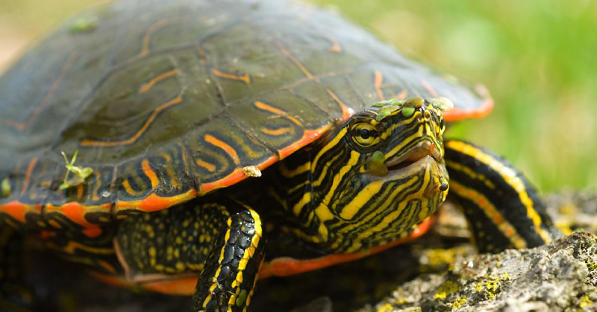 Turtles Derail Dredging 