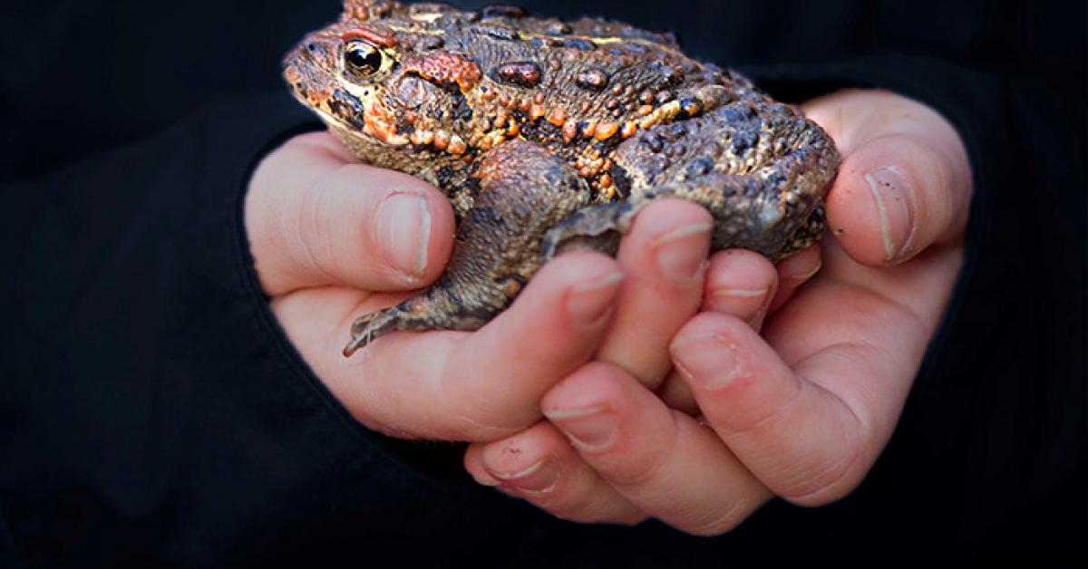 Endangered Western Toads Featured In Film | Wilderness Committee