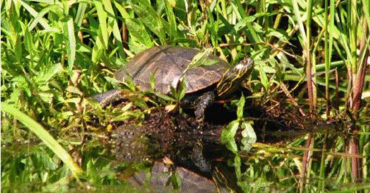 The Cleanup That Moves At A Turtle's Pace 